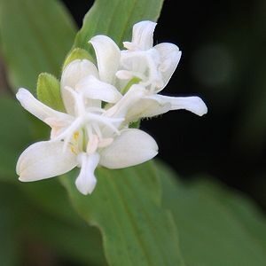 Tricyrtis hirta Alba